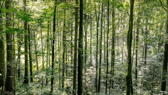 Reinigung mit Wasser - so hilft Geberit AquaClean Holz zu sparen Reinigung mit Wasser - so hilft Geberit AquaClean Holz zu sparen